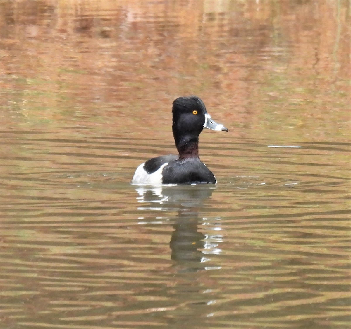 Ring-necked Duck - ML305173941