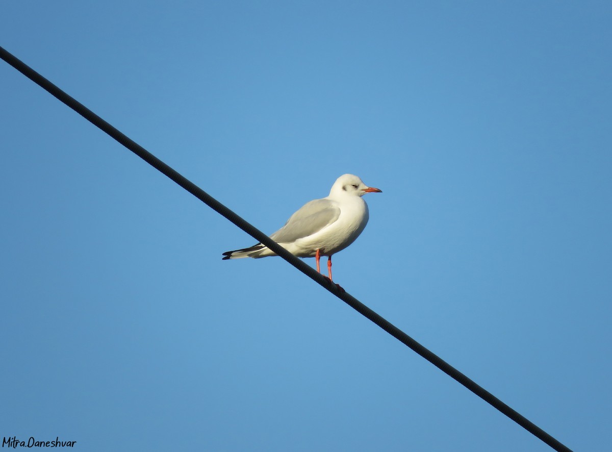 Mouette rieuse - ML305176151