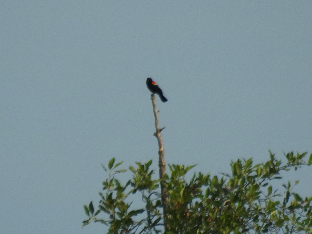 Red-winged Blackbird - ML30517931
