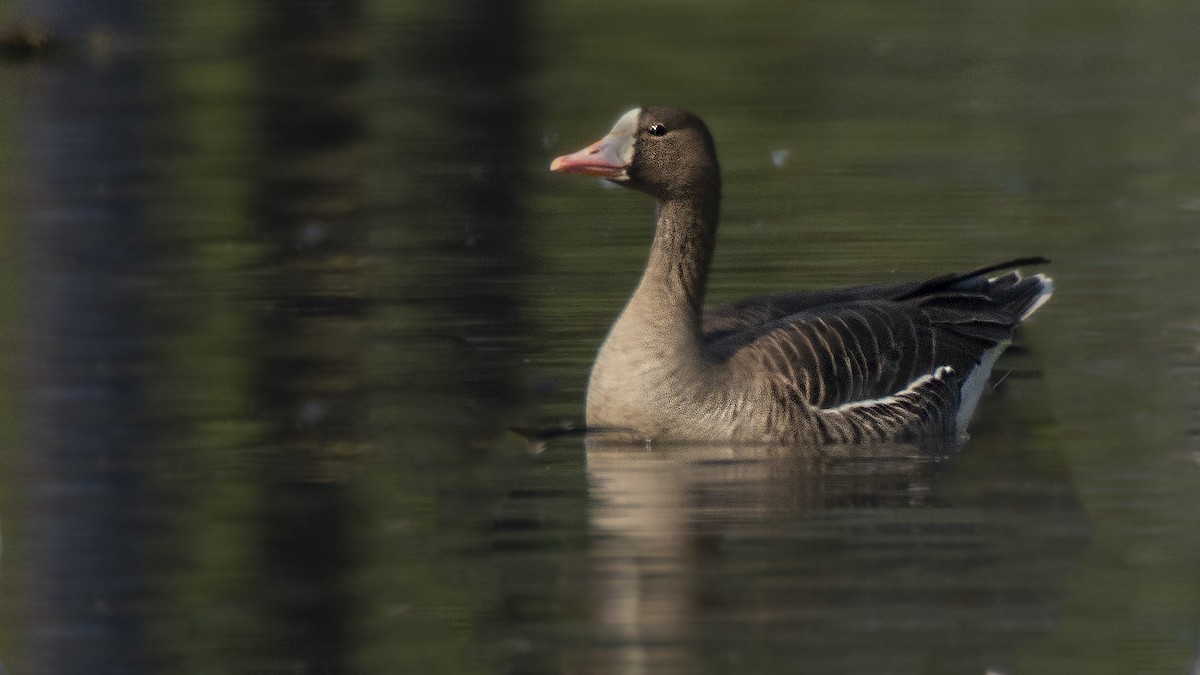 Greater White-fronted Goose - ML305179761