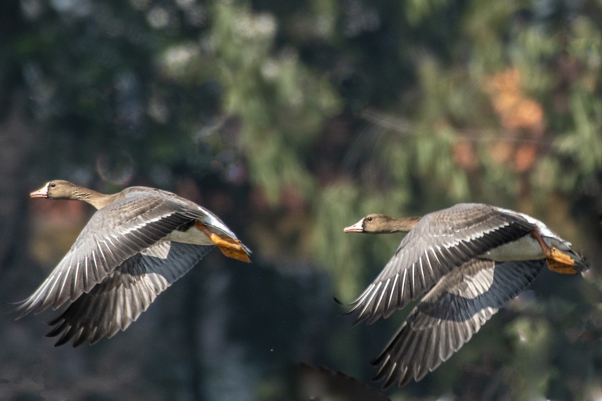 Greater White-fronted Goose - ML305179991