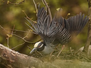  - Yellow-crowned Night-Heron