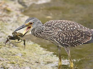  - Yellow-crowned Night-Heron