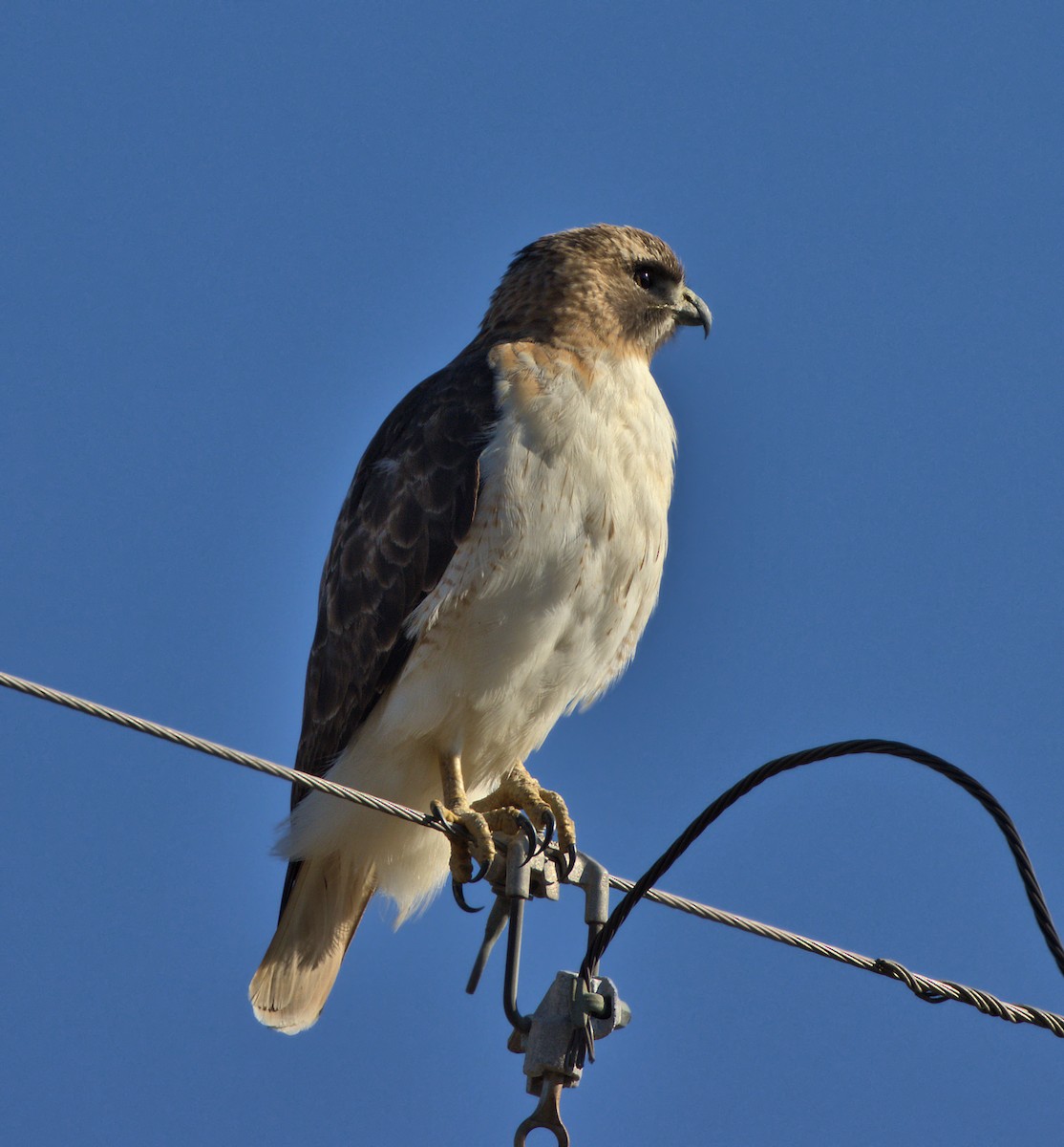 Red-tailed Hawk - ML305188191