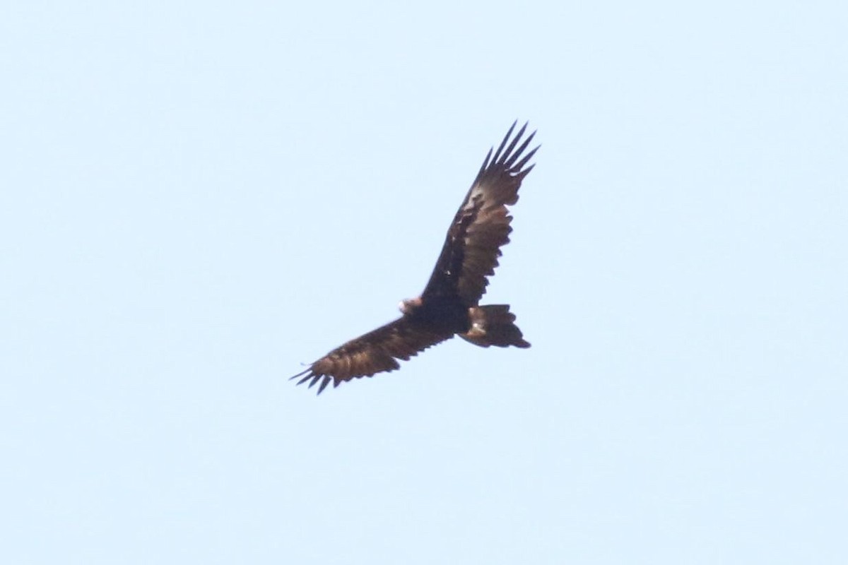 Wedge-tailed Eagle - ML305193281