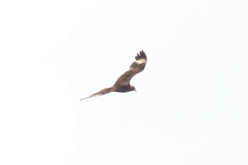 Black-breasted Kite - ML305193831