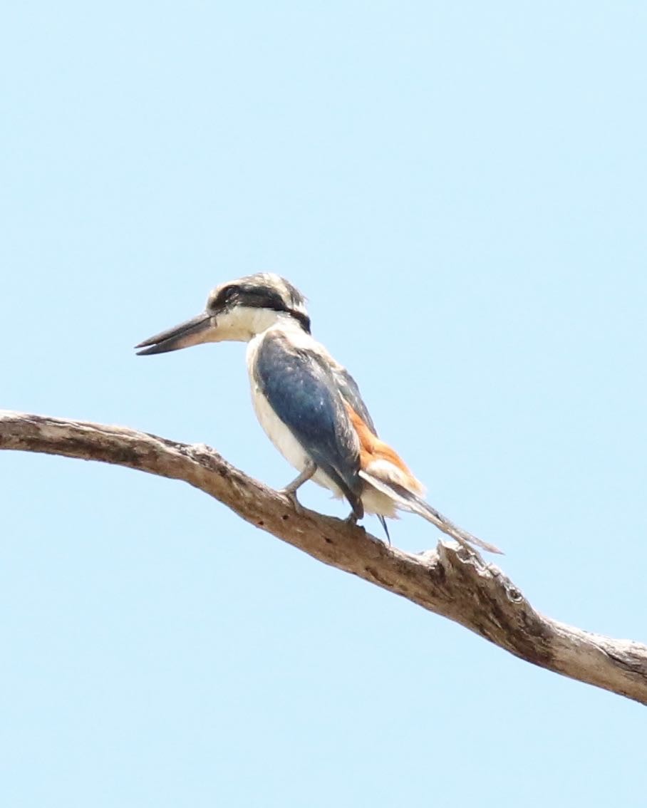 Red-backed Kingfisher - ML305193921