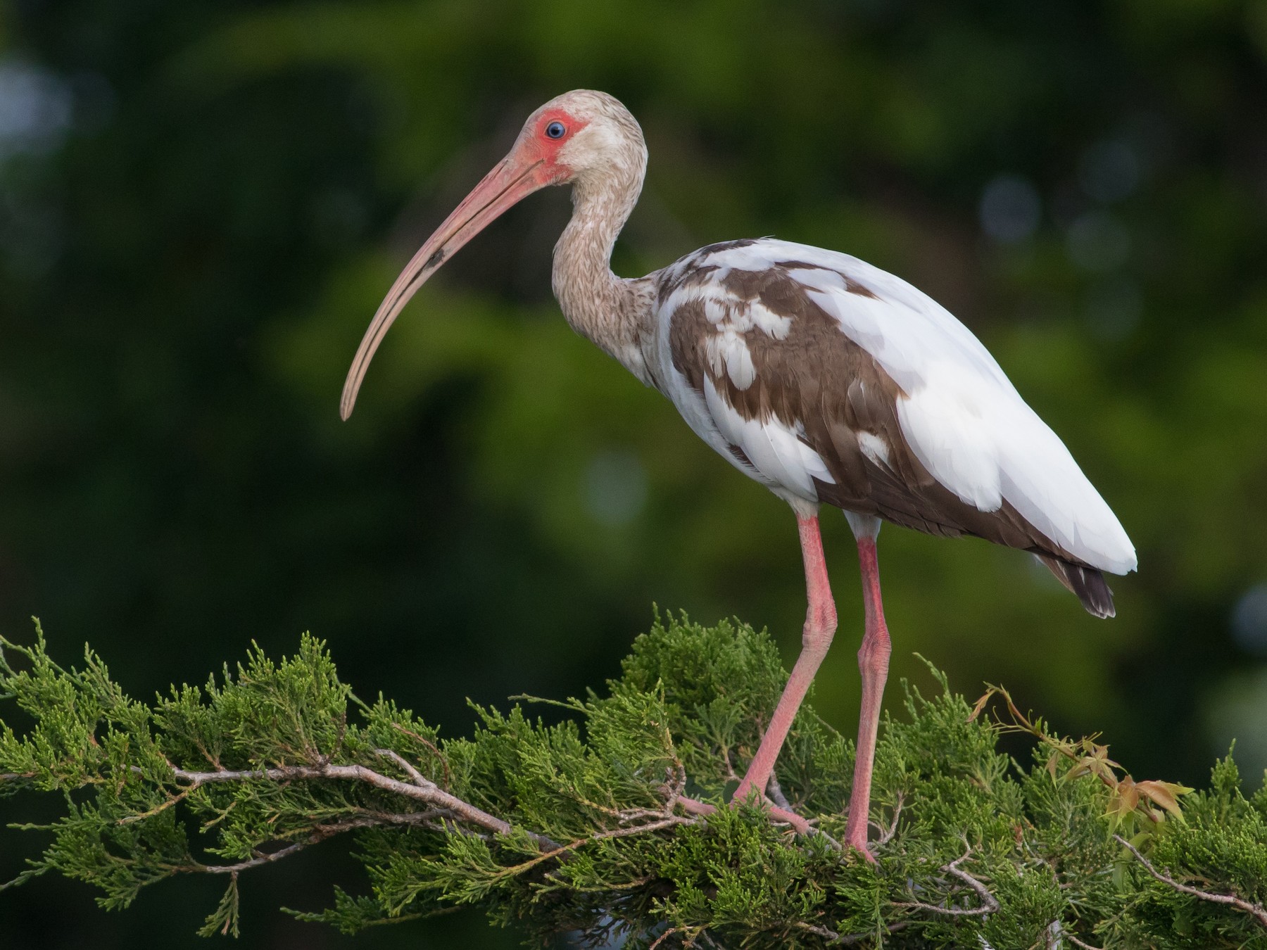 White Ibis - Tom Johnson