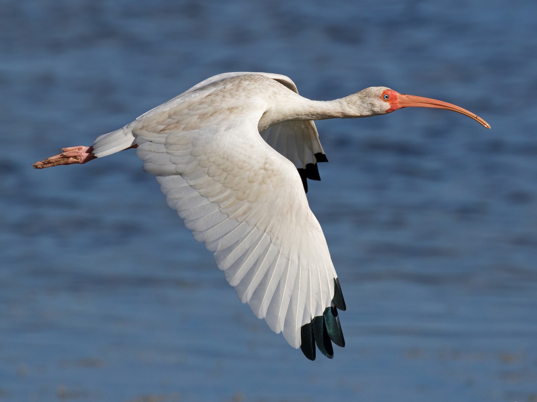 White Ibis - Jon Corcoran