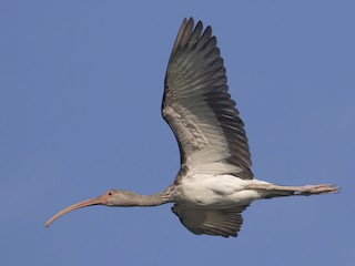 シロトキ - eBird