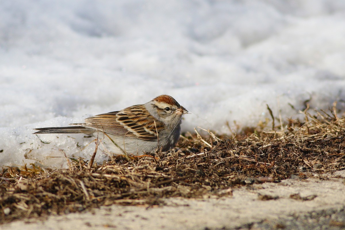 Chipping Sparrow - ML305199161
