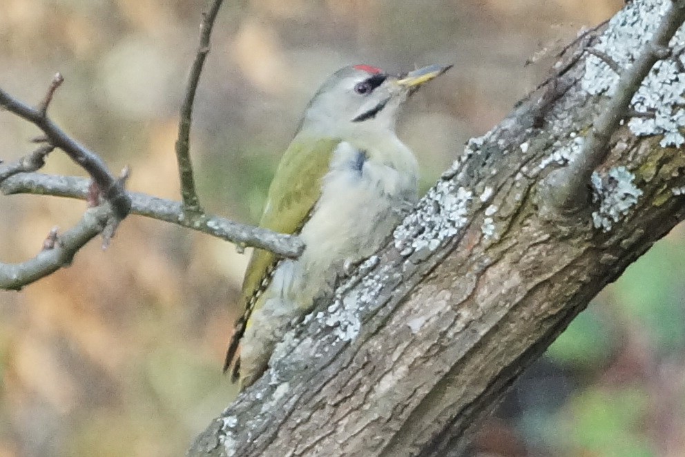 Gray-headed Woodpecker - ML305199611