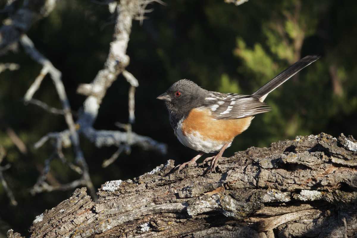 Spotted Towhee - ML305203161