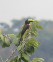 Red-necked Aracari - ML305203521