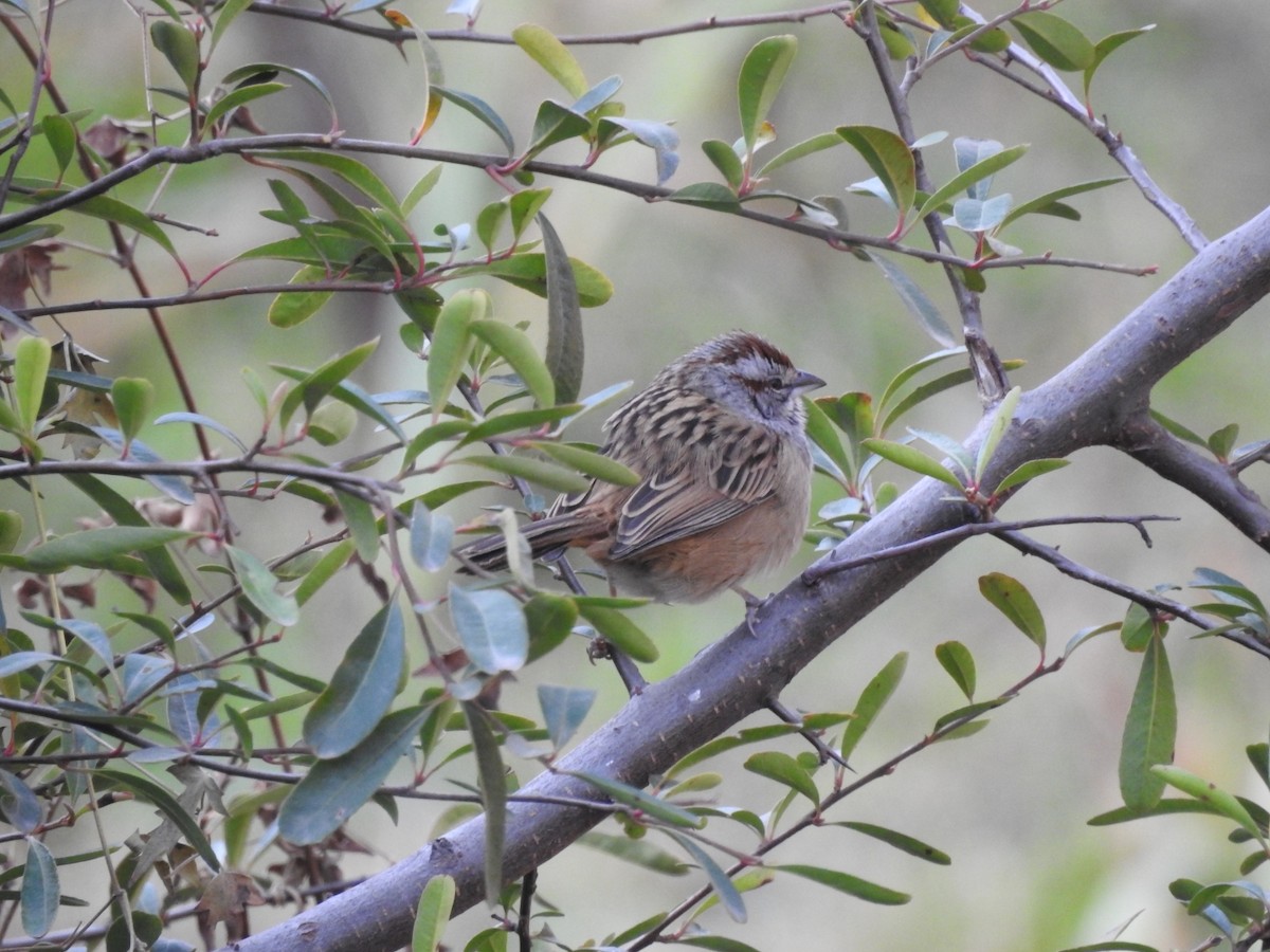 Chaco Sparrow - ML305204781