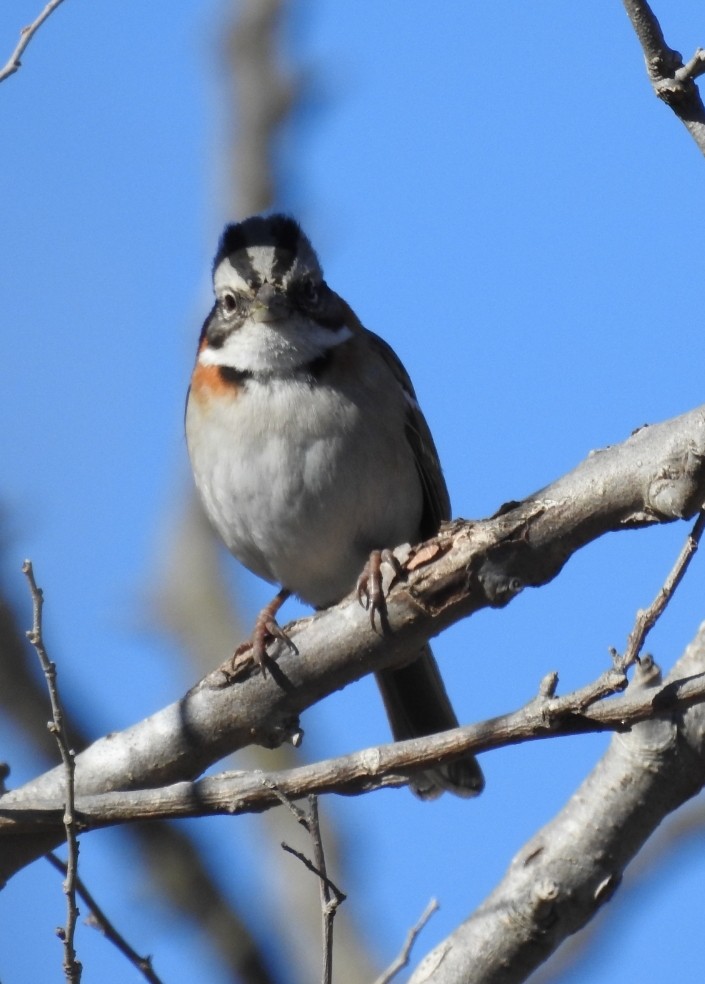 Rufous-collared Sparrow - Fernando Muñoz
