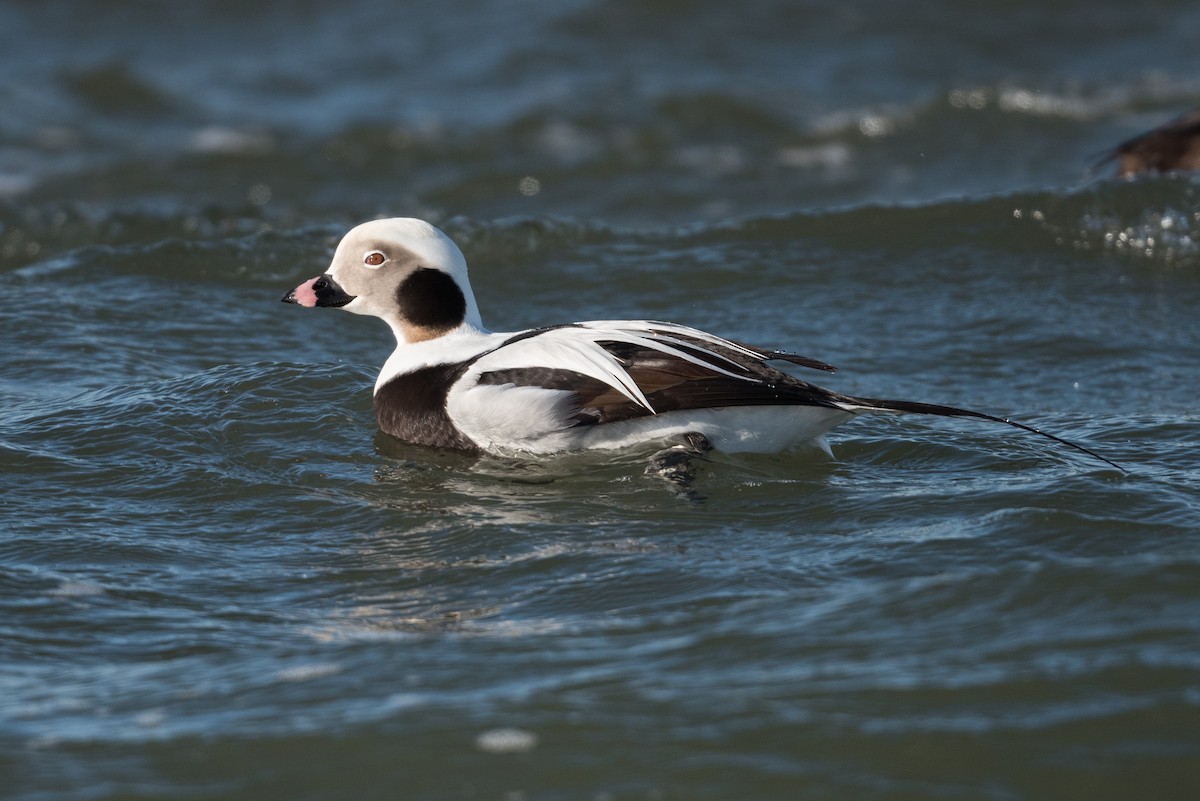 Long-tailed Duck - ML305208041