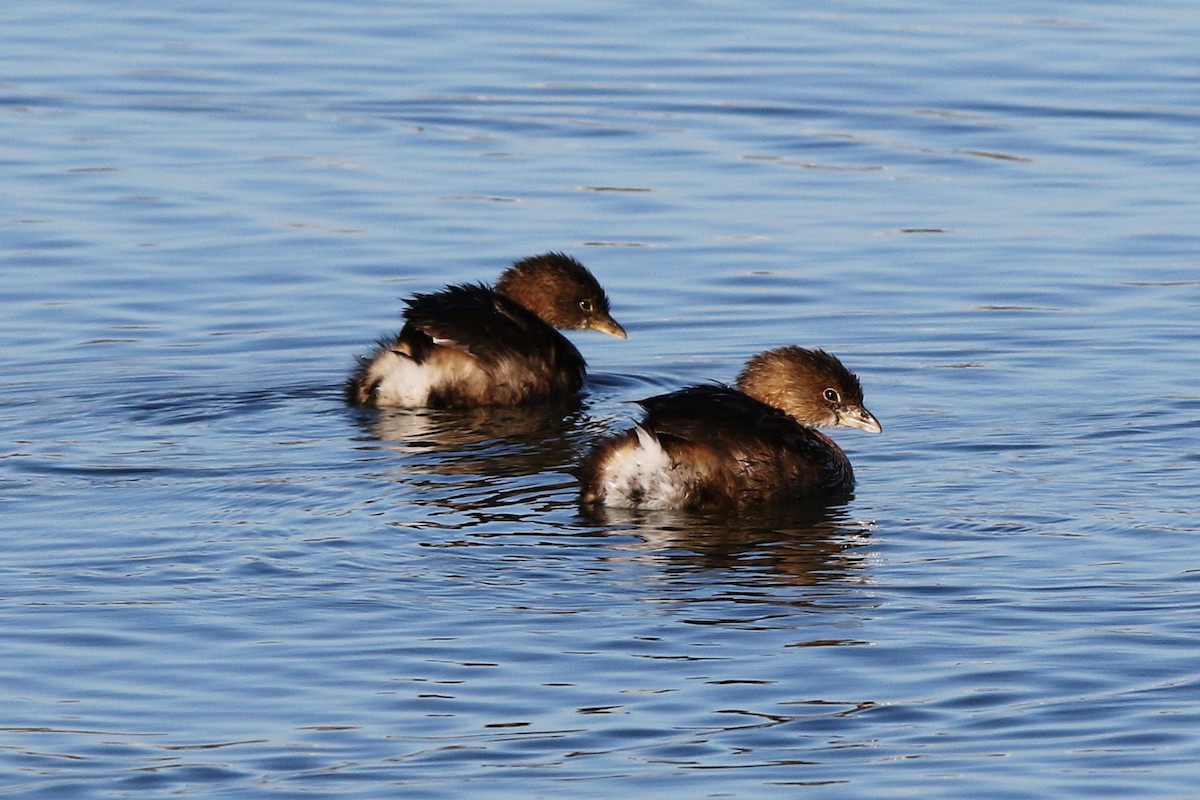 Pied-billed Grebe - Don Brode
