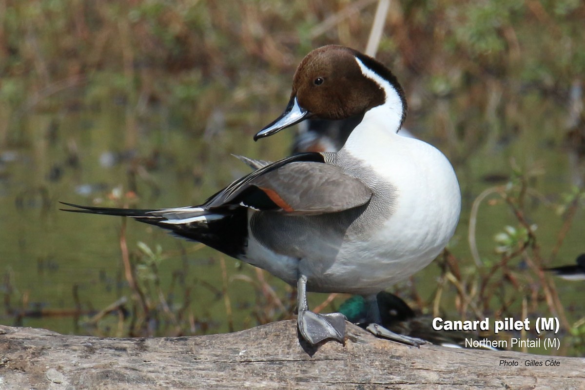 Northern Pintail - Gilles Côte