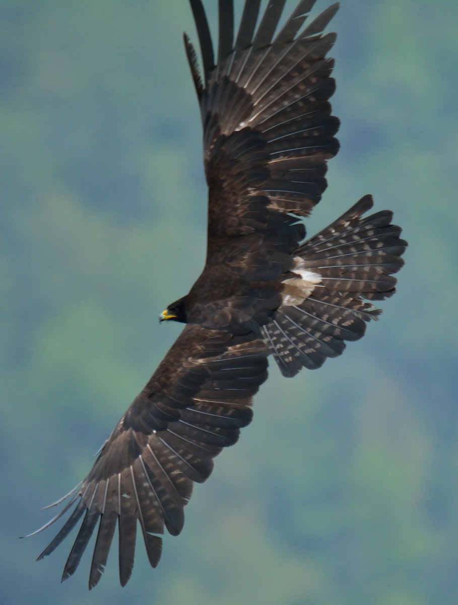 Black Eagle - ML305214521
