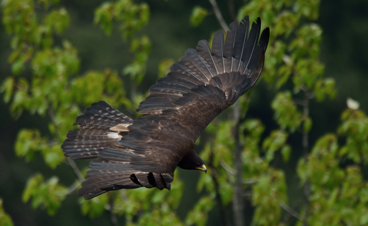 Black Eagle - Rozan Dhungel