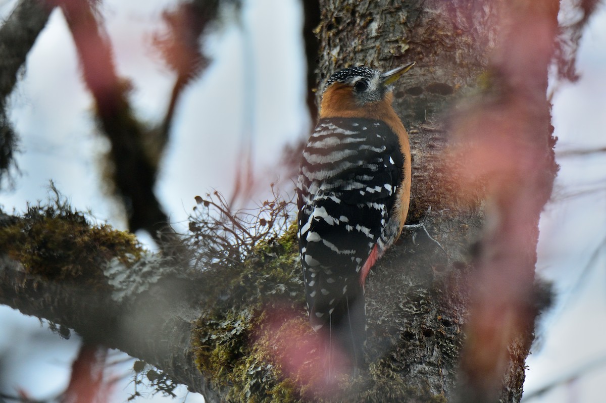 Rufous-bellied Woodpecker - ML305215771