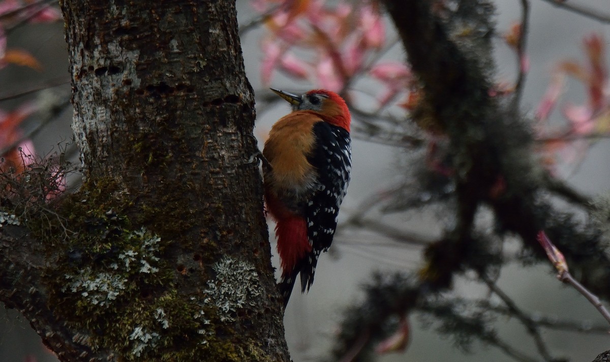 Rufous-bellied Woodpecker - Rozan Dhungel