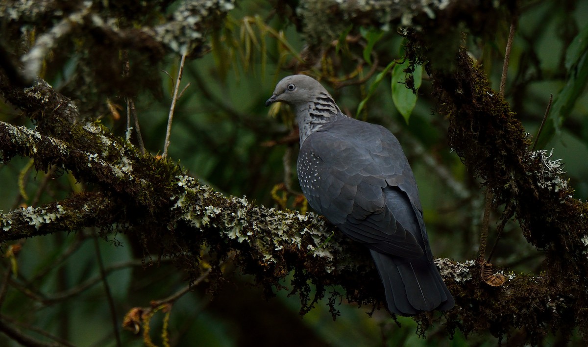 Speckled Wood-Pigeon - ML305218491