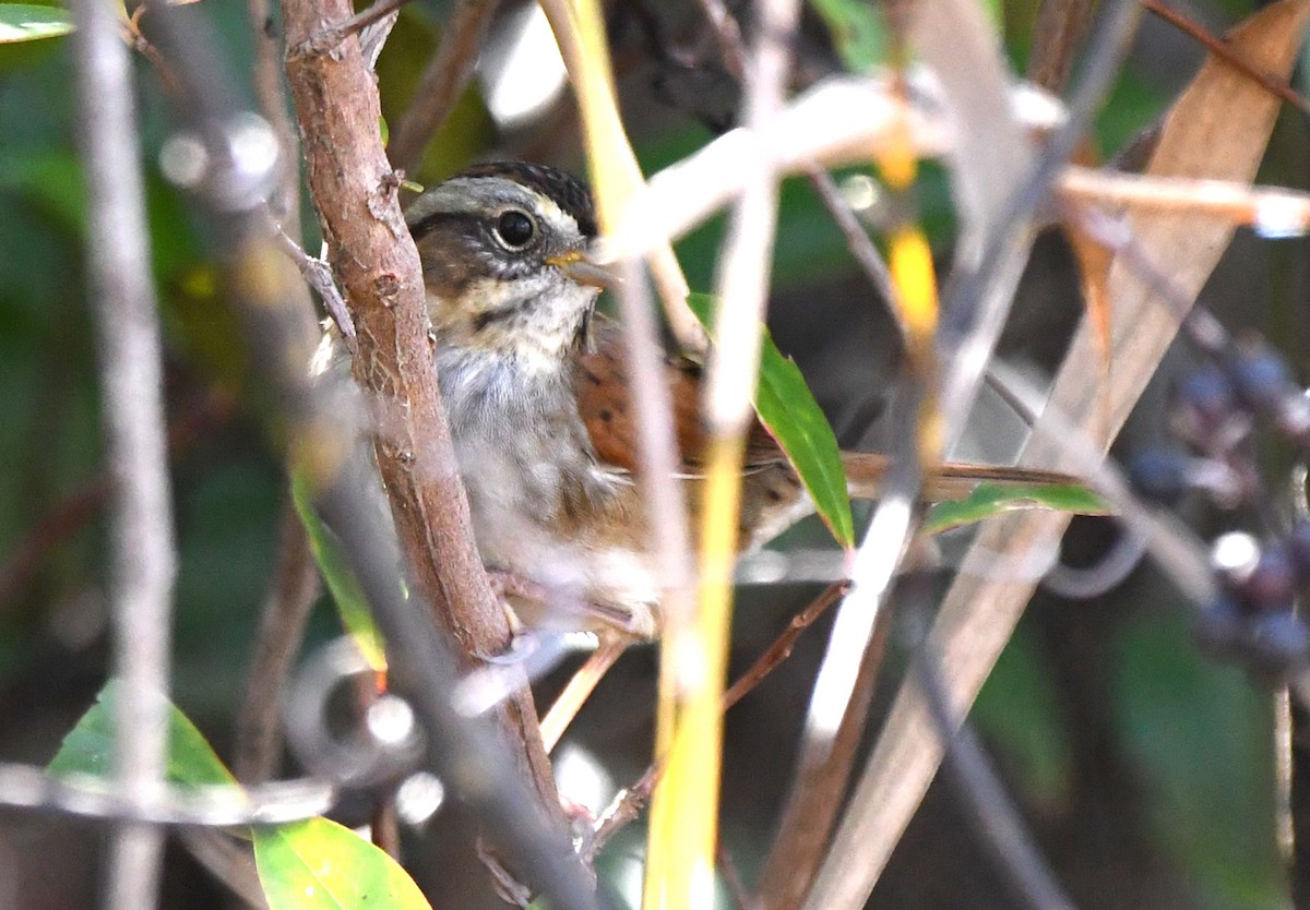 Swamp Sparrow - ML305220151