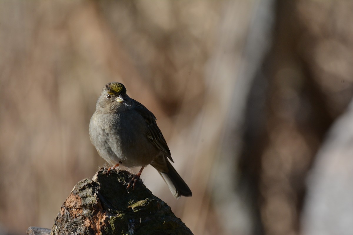 Golden-crowned Sparrow - Philip Yang