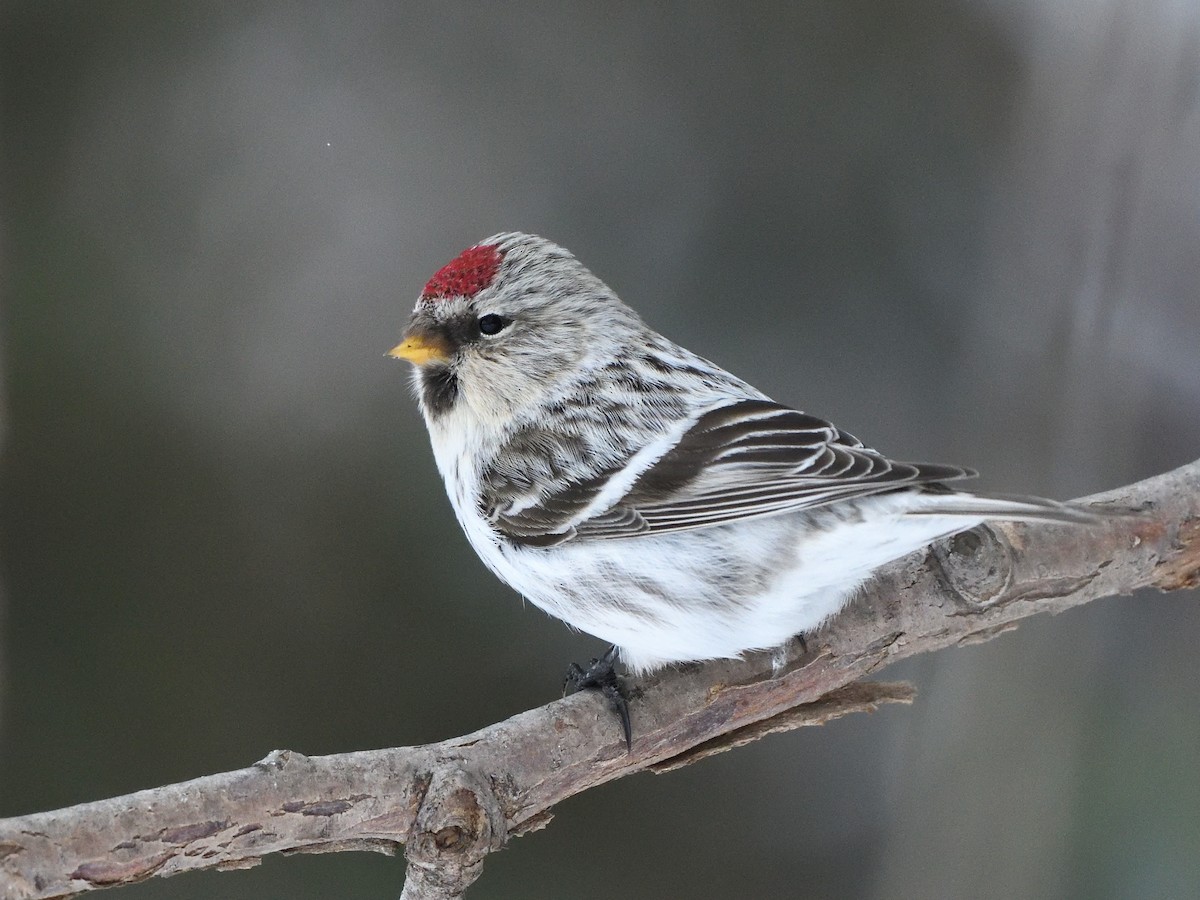 Hoary Redpoll - Alexandre Terrigeol