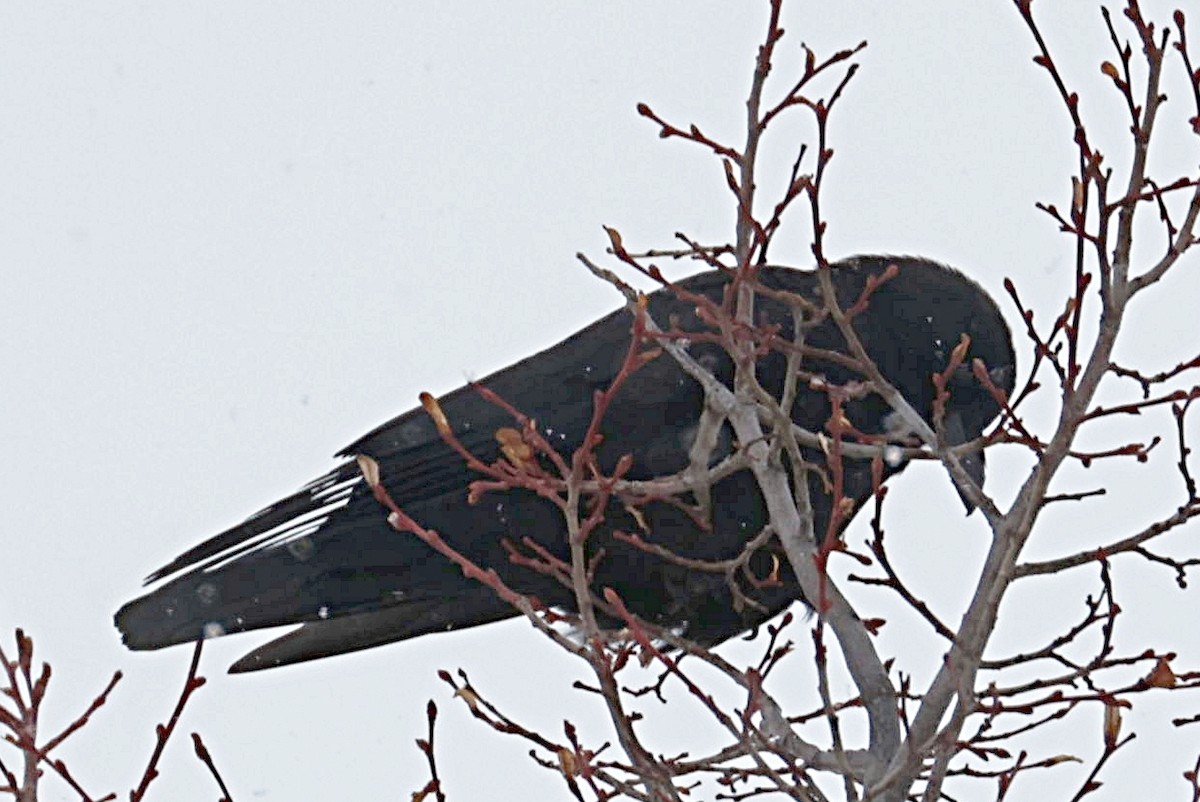American Crow - ML305227121