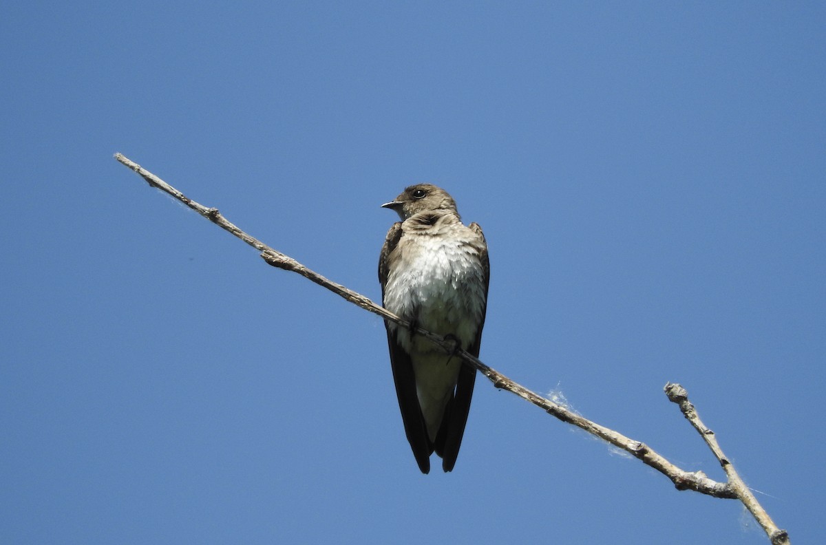 Northern Rough-winged Swallow - ML30523011