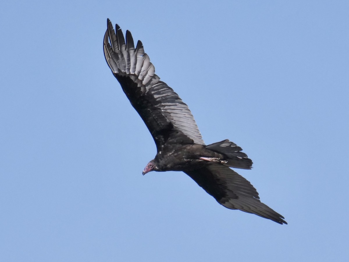 Turkey Vulture - ML305233301
