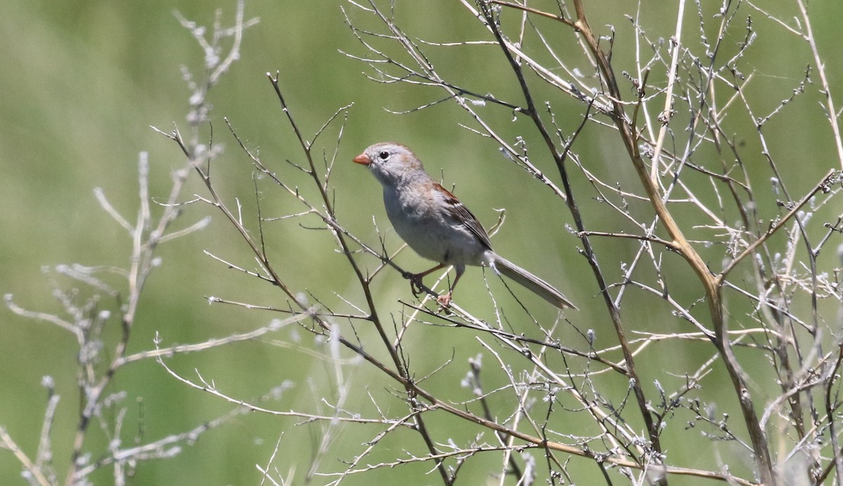 Field Sparrow - ML30523591