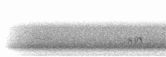 Мадейрская качурка - ML305236