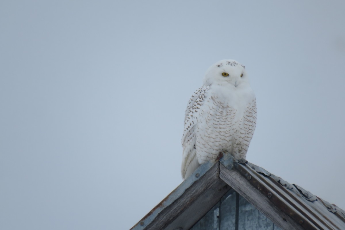 Snowy Owl - ML305237801