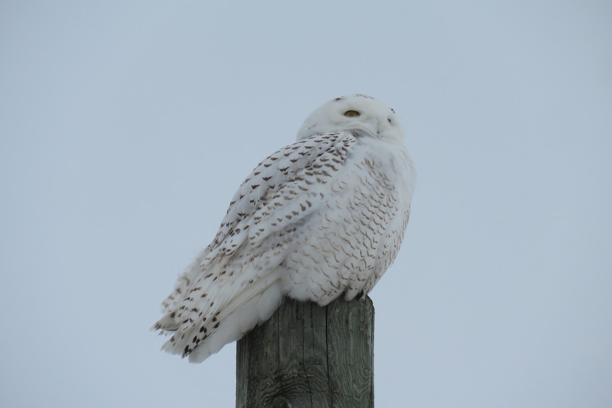 Snowy Owl - ML305237831