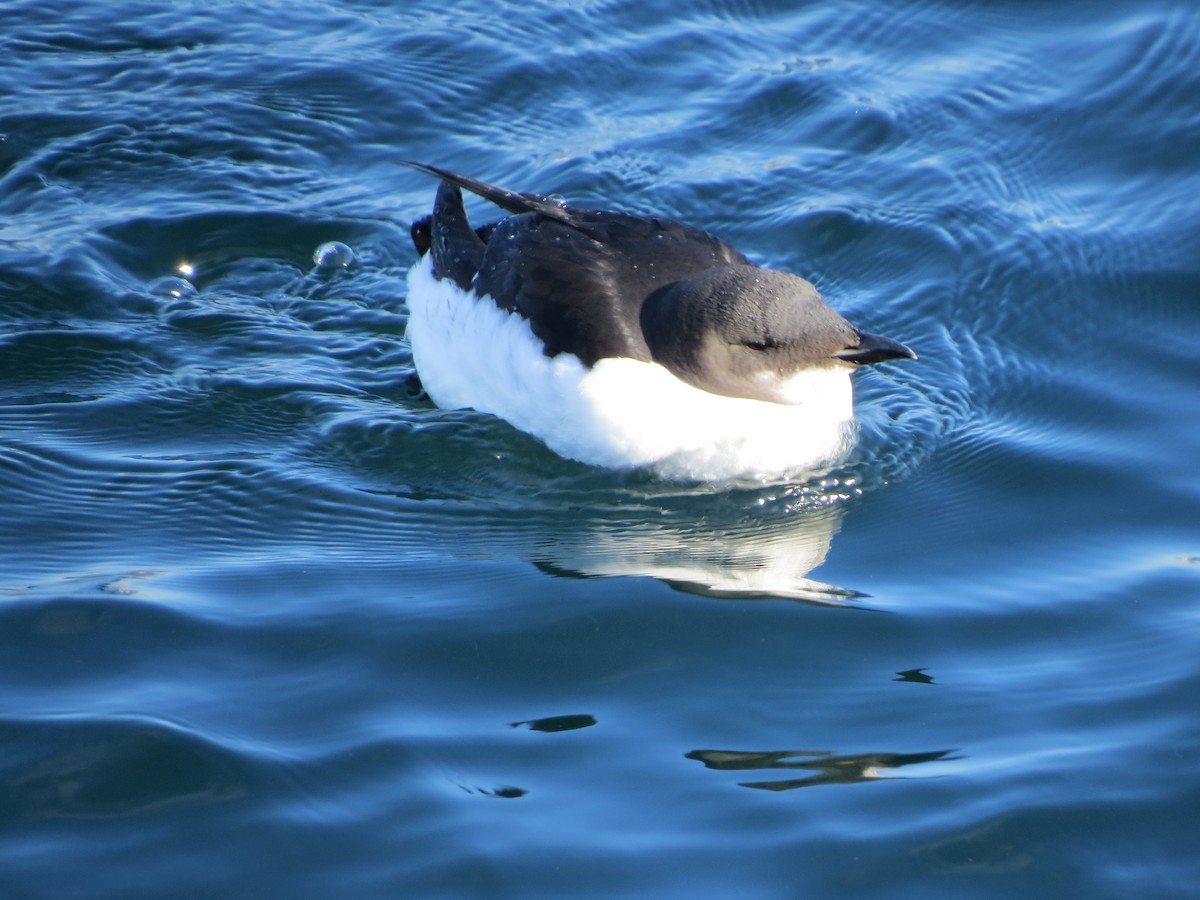Thick-billed Murre - ML305240301