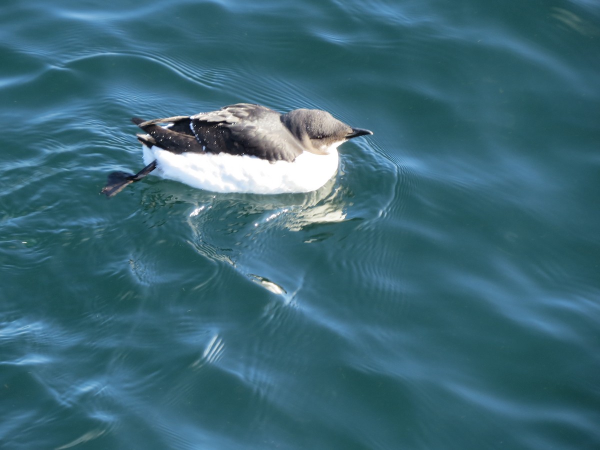 Thick-billed Murre - ML305240311