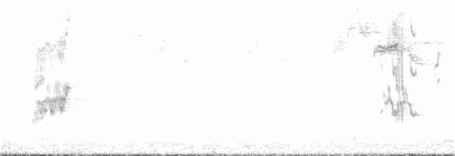 hvitkronepapegøye - ML305241381