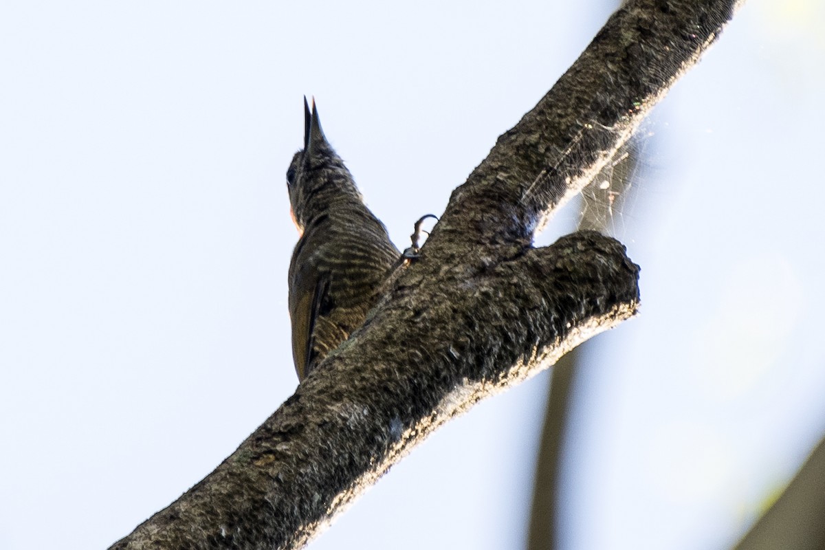 Little Woodpecker - ML305242151