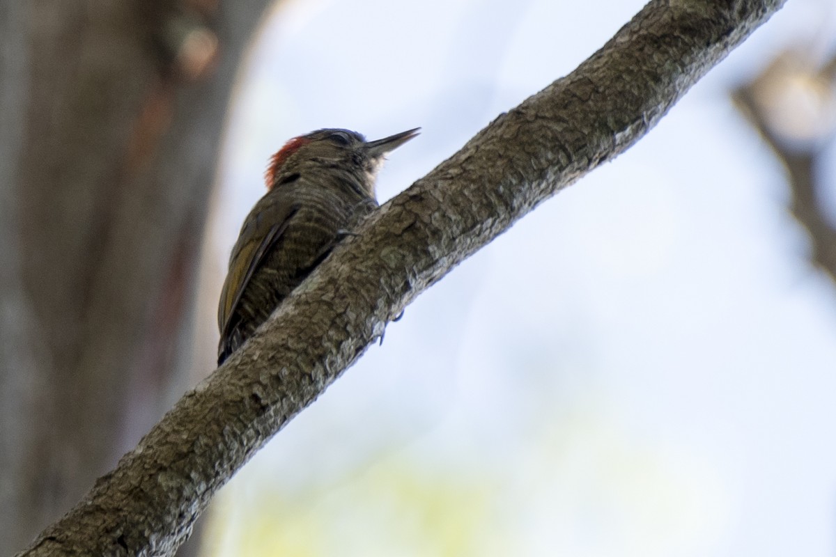 Little Woodpecker - ML305242161