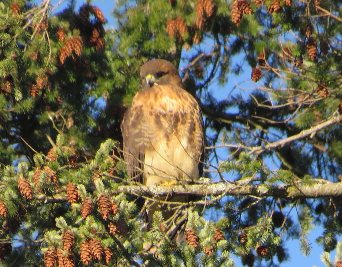 Red-tailed Hawk - Kathleen Fowler