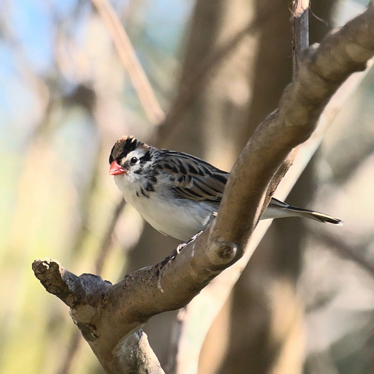 eBird Checklist - 7 Feb 2021 - Addicks Reservoir--N. of Clay Rd. - 1 ...