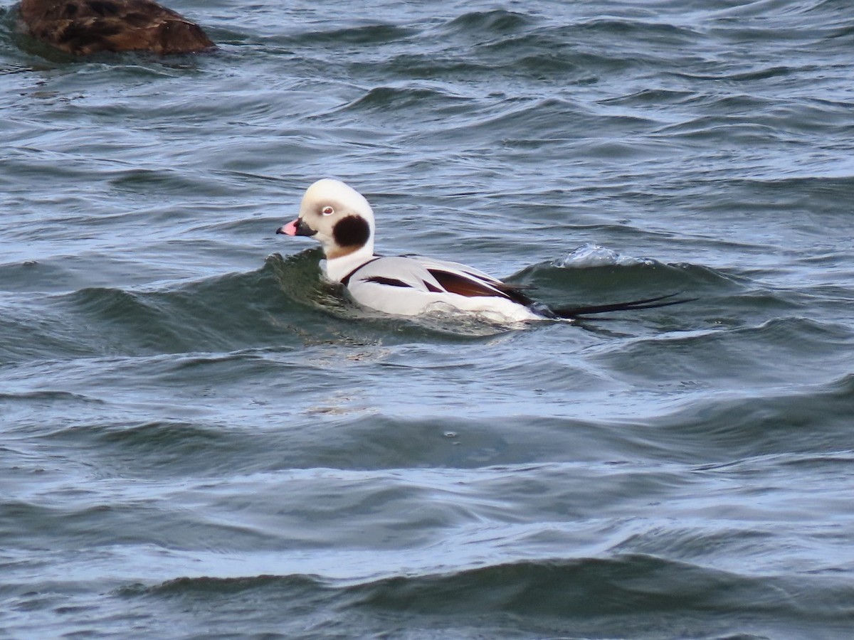 Long-tailed Duck - ML305262631