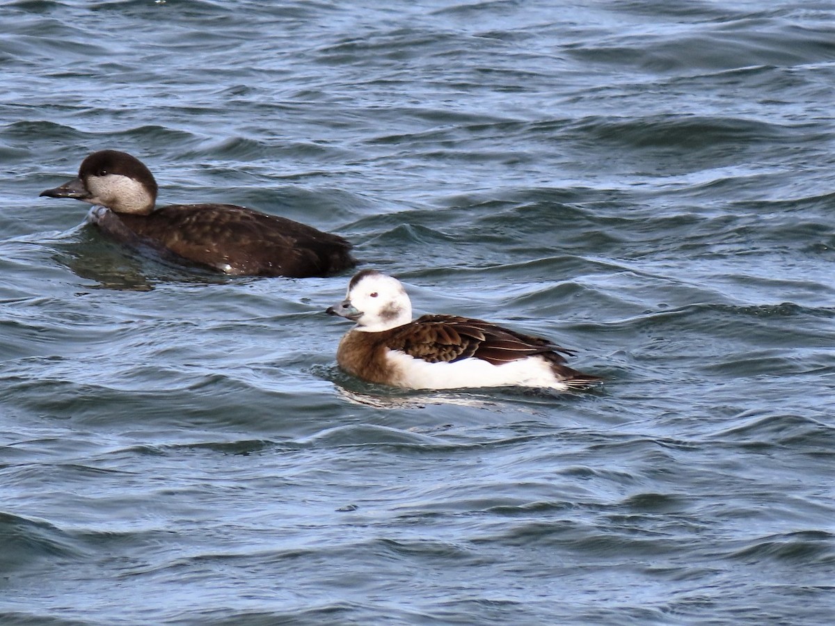 Long-tailed Duck - ML305262781