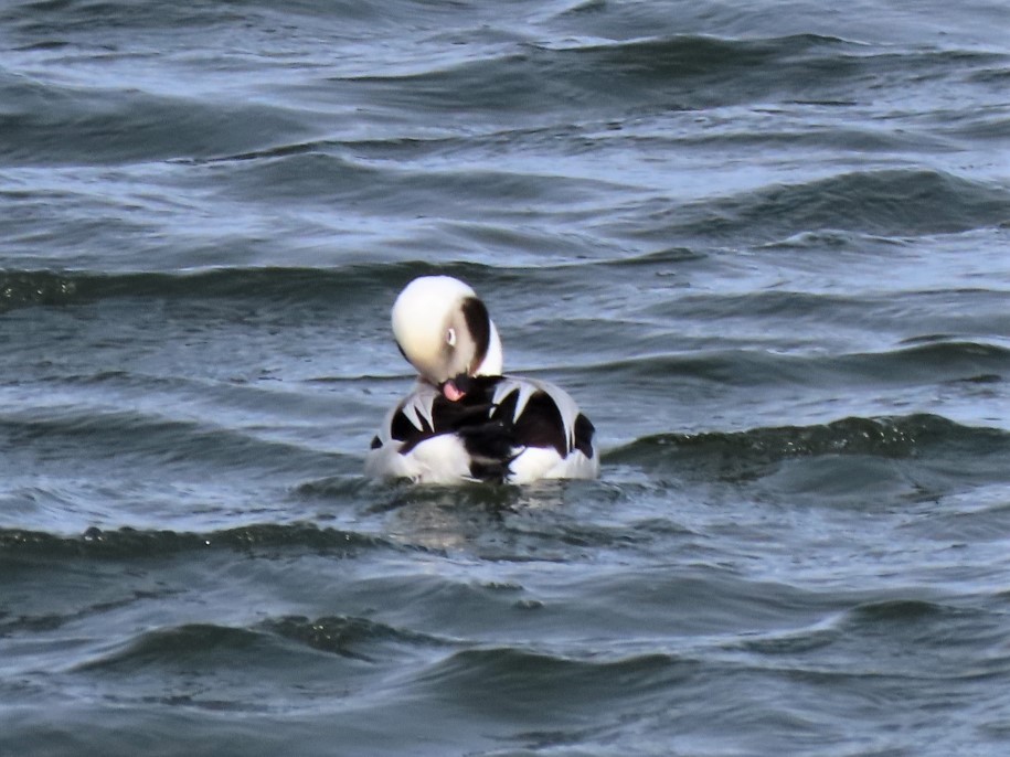 Long-tailed Duck - ML305262901