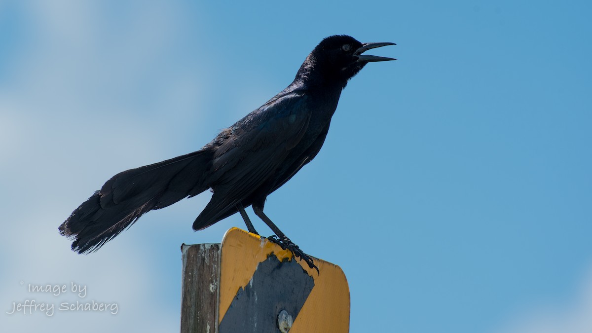Boat-tailed/Great-tailed Grackle - ML30526301