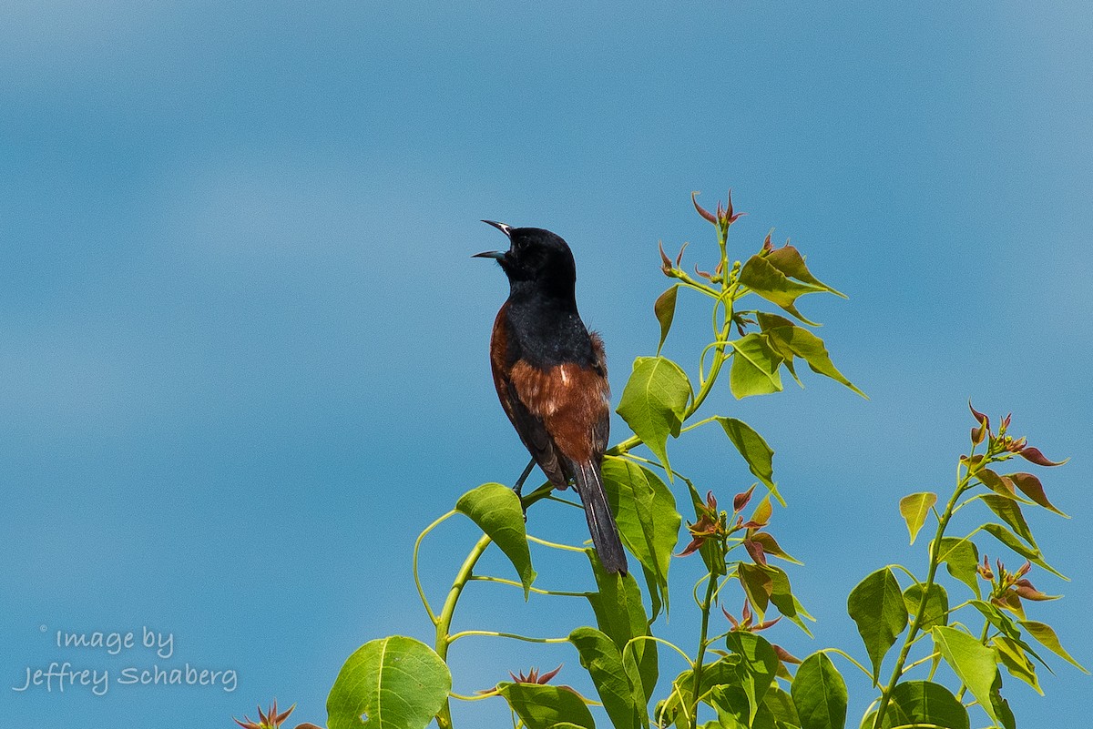 Orchard Oriole - ML30526401